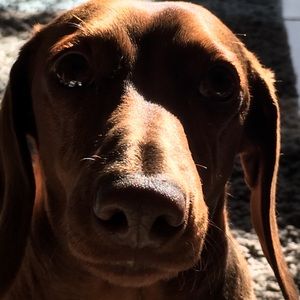 Meet your Posher, Julian